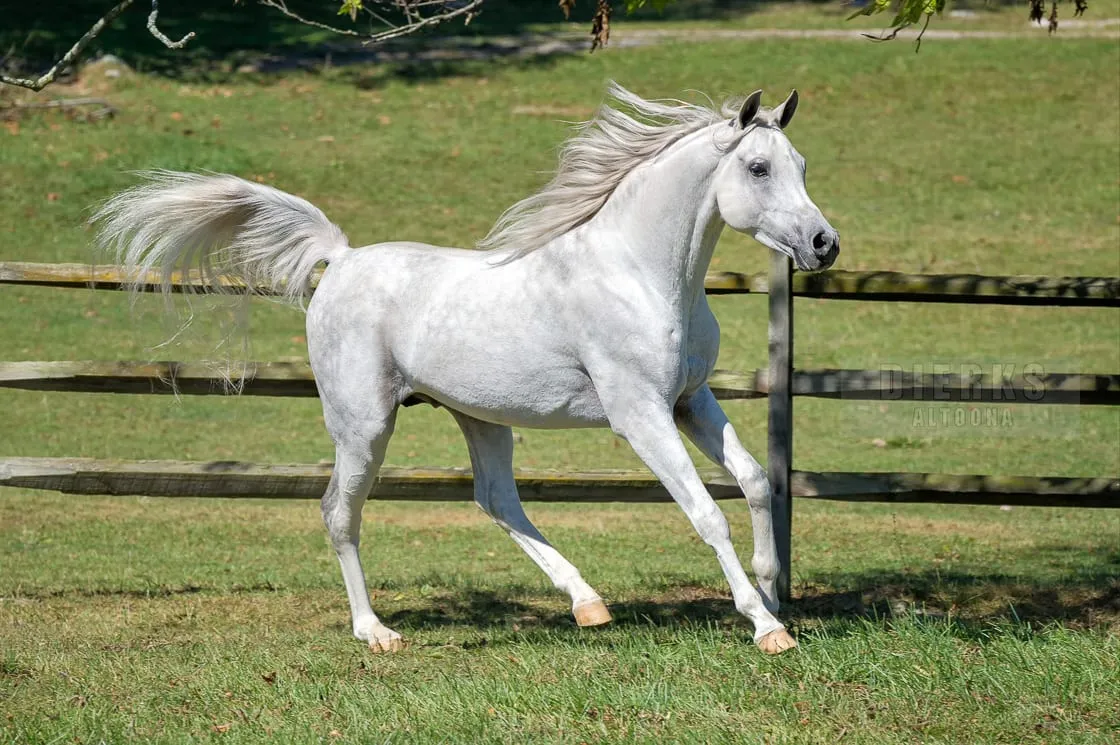 Dapple-grey stallion of Arabian breed in motion Stock Photo