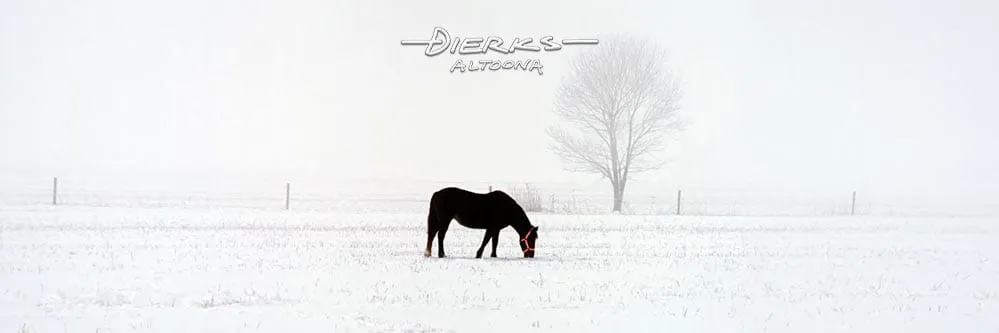 Horse art from a horse photo panorama with a single black mare in the snow with a new red halter photo.