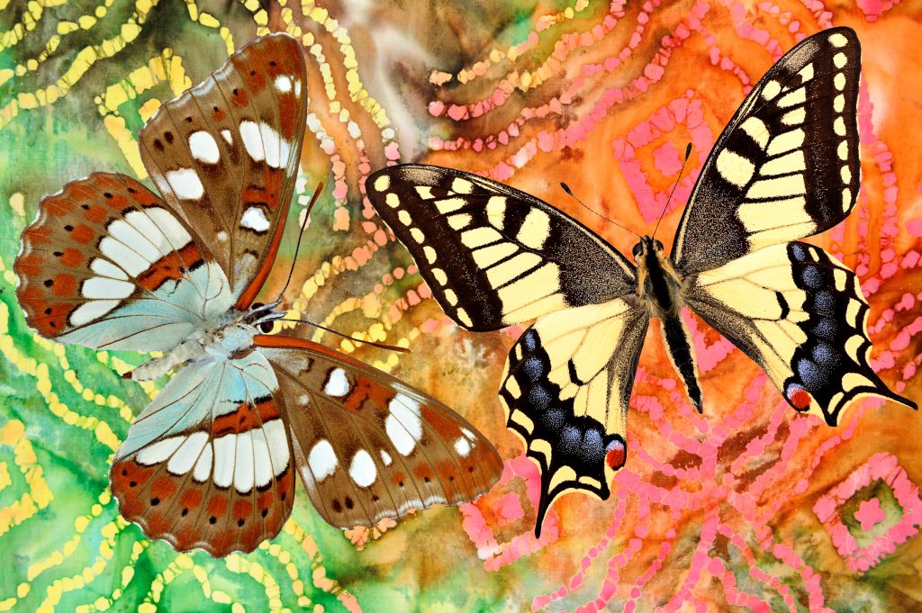 Butterflies composited on a colorful background cloth for a bright abstract photograph. Quality prints start at $29. © Andrew Dierks
